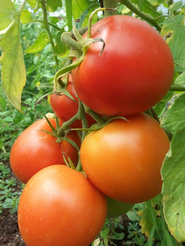 Bizhiki Tomato