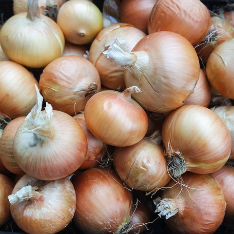 Breeding Mix Yellow Storage Onions