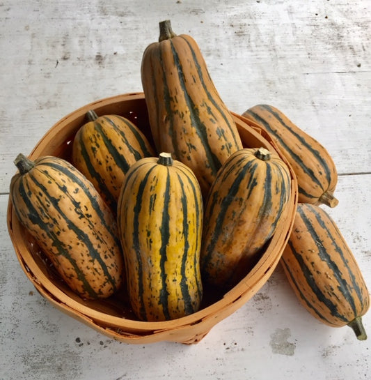 Candystick Dessert Delicata Squash