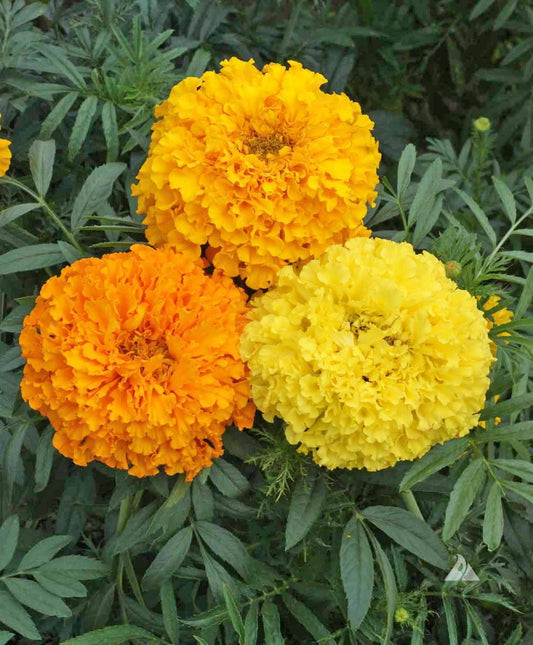 Crackerjack Mix Marigold