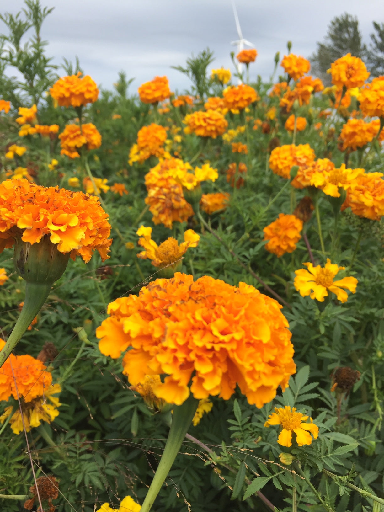 Crackerjack Mix Marigold