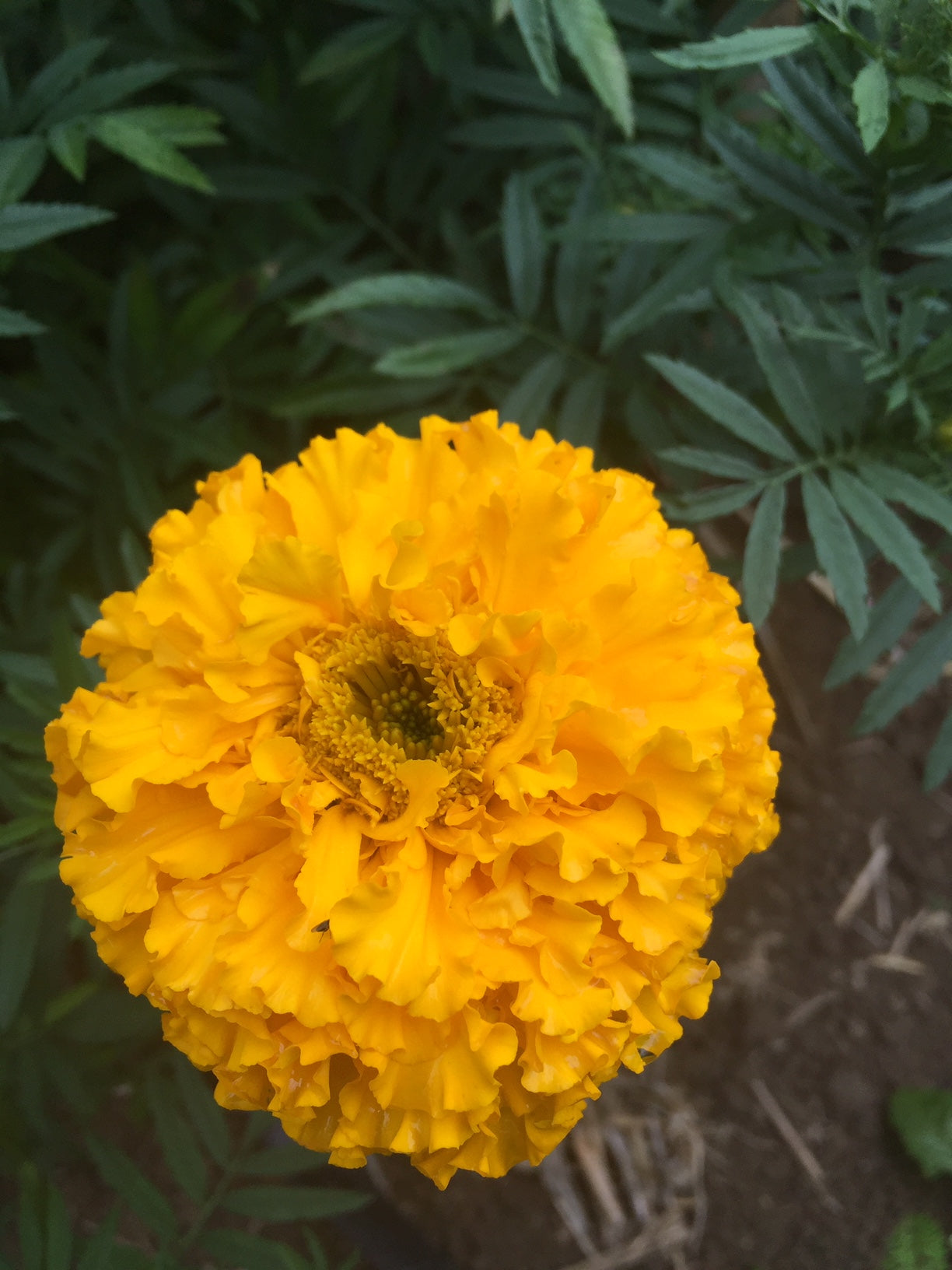 Crackerjack Mix Marigold