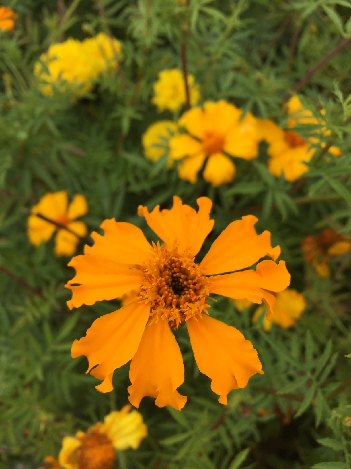 Crackerjack Mix Marigold