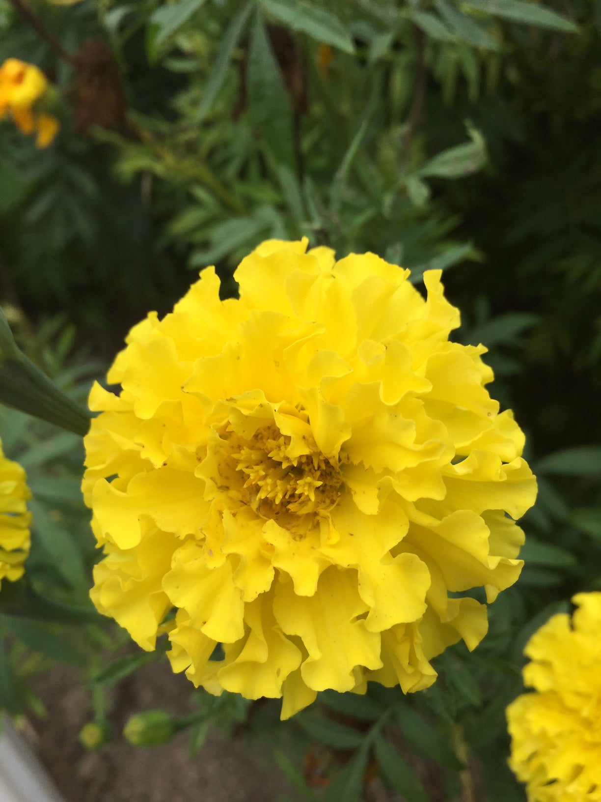 Crackerjack Mix Marigold