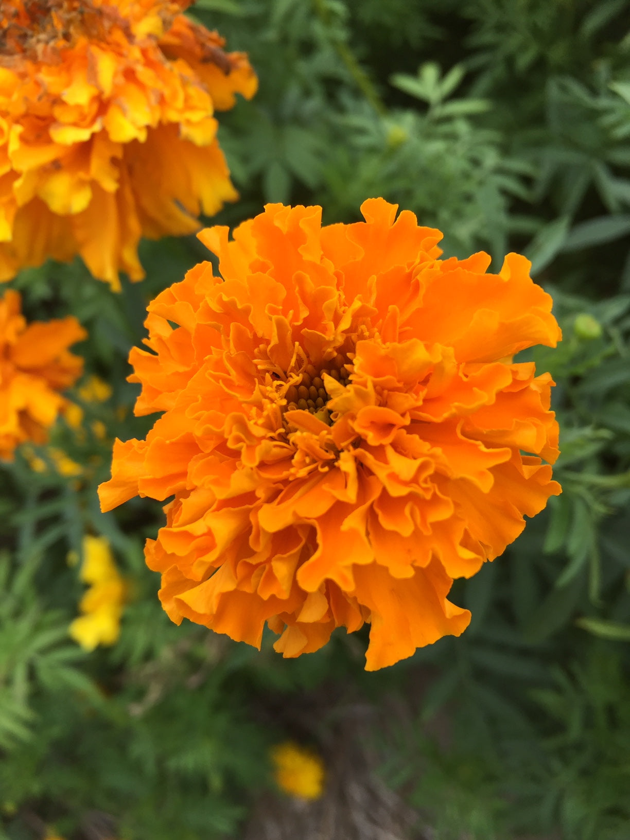 Crackerjack Mix Marigold