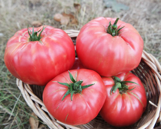 Pruden's Purple Tomato - Heirloom!