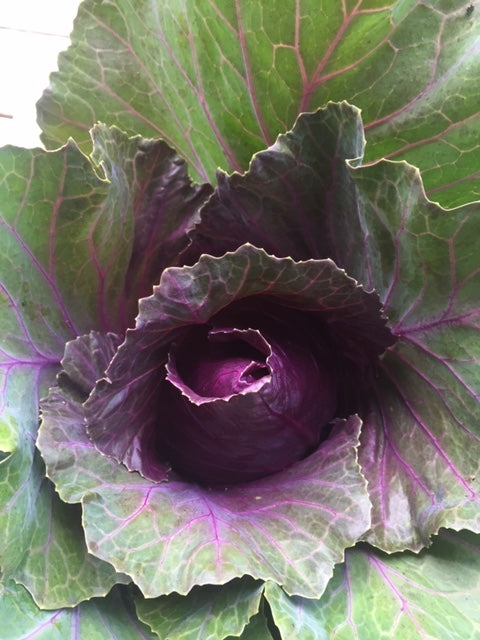 Kalibos Cabbage - Heirloom!