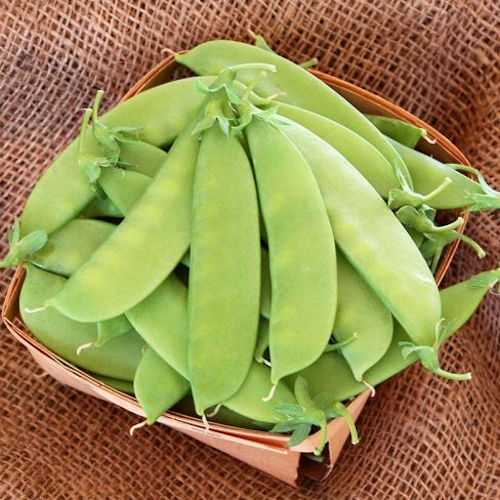 Mammoth Melting Snow Pea