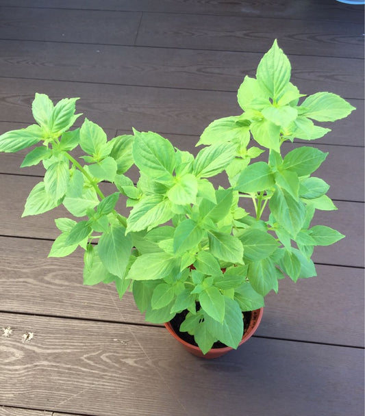 Lemon Basil - Heirloom!