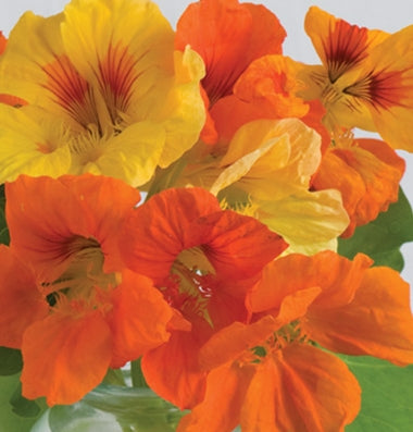 Nasturtium Mix