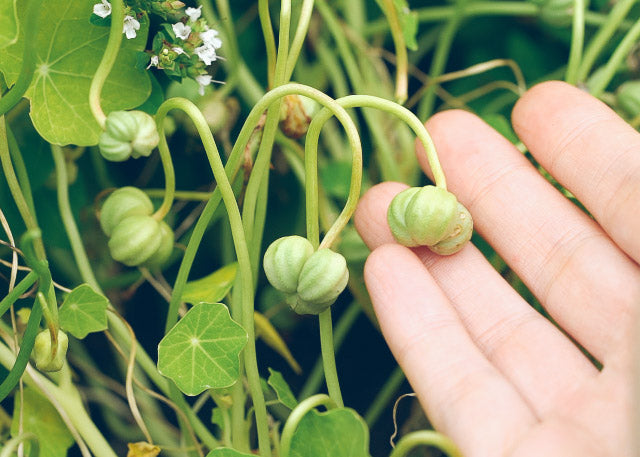 Nasturtium Mix