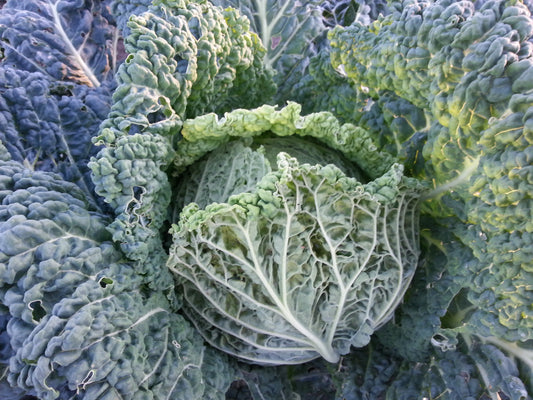 Aubervilliers Cabbage - Heirloom!