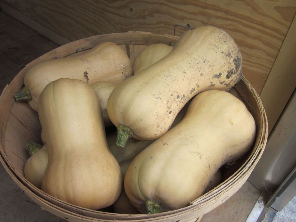 Waltham Butternut Squash